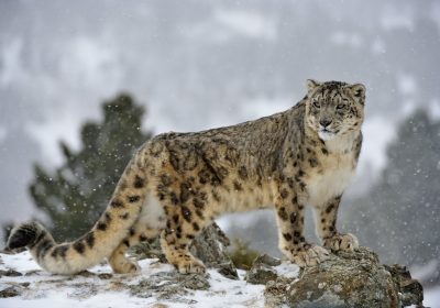 snow-leopard