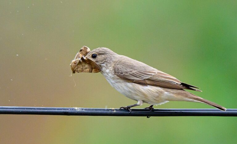 new bird species has been found in nepal